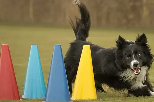Flyball