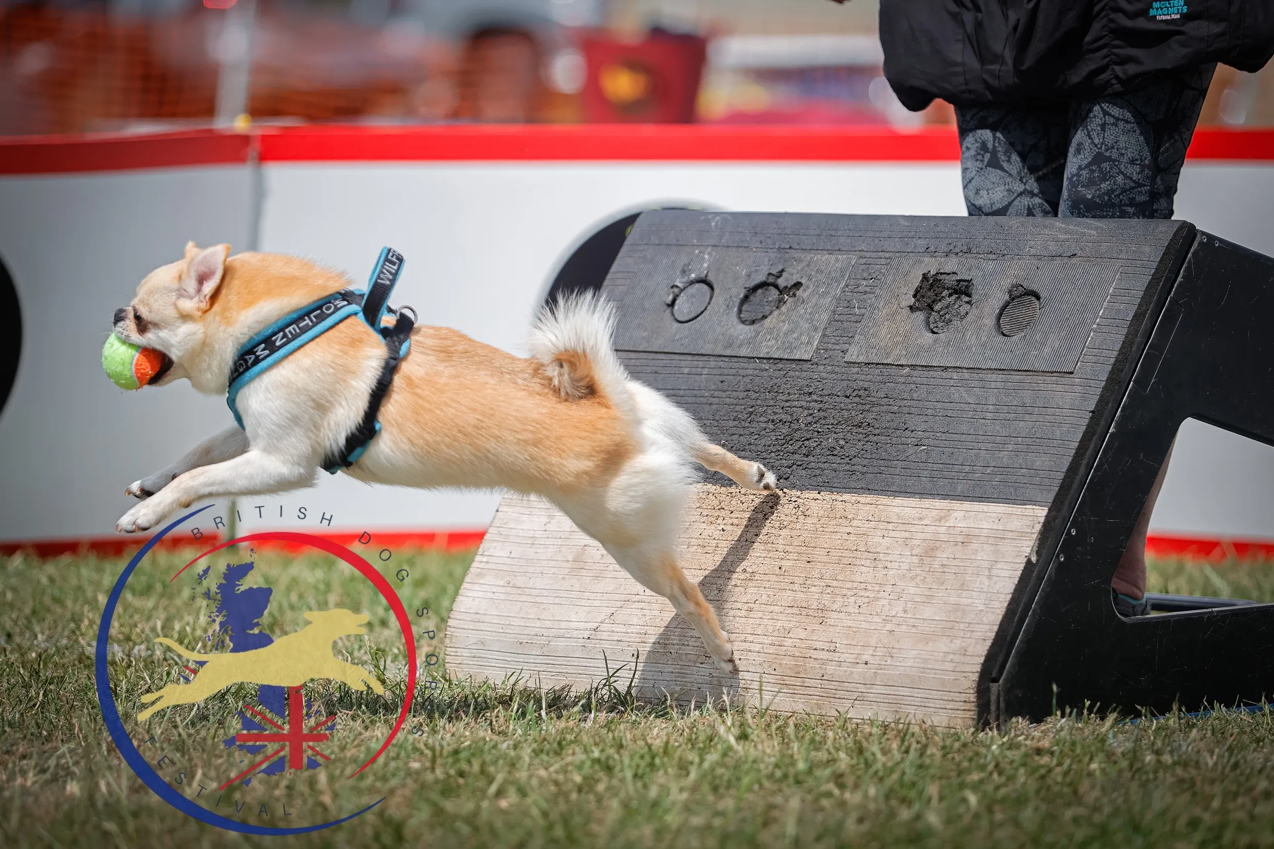 Flyball