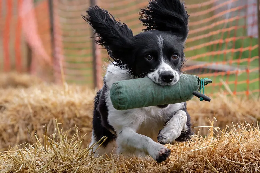 Gun Dogs